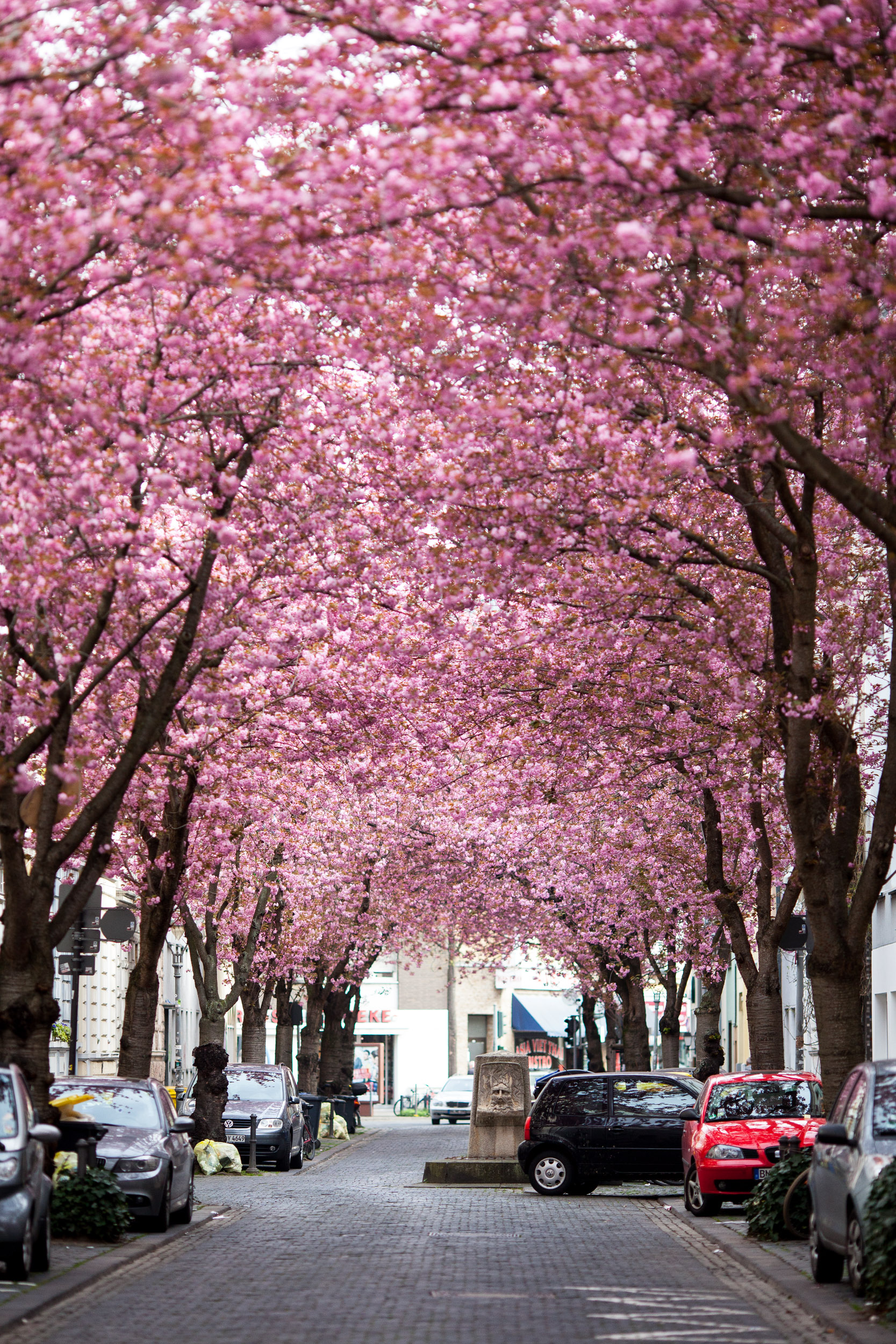 Kirschblüte in der Bonner Altstadt | MSKH